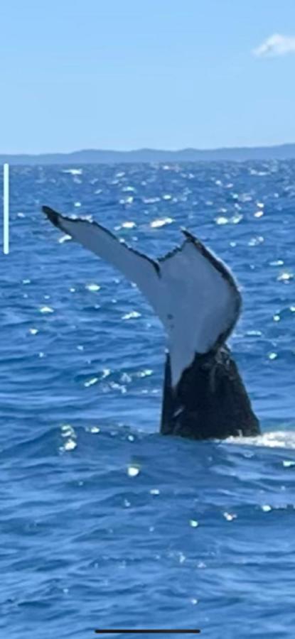 Pet Friendly Cottage In Torquay - Hervey Bay 430M Or 5 Min Walk To Dog Friendly Shelly Beach Buitenkant foto